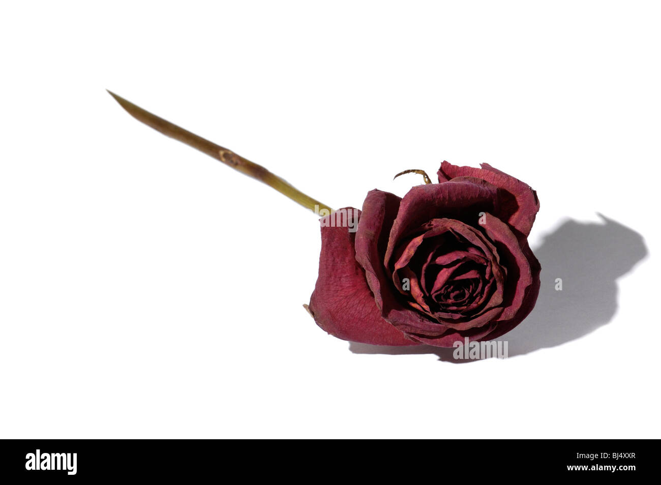 Verwelkte dunkel rote rose Nahaufnahme isoliert Silhouette auf weißem Hintergrund Stockfoto