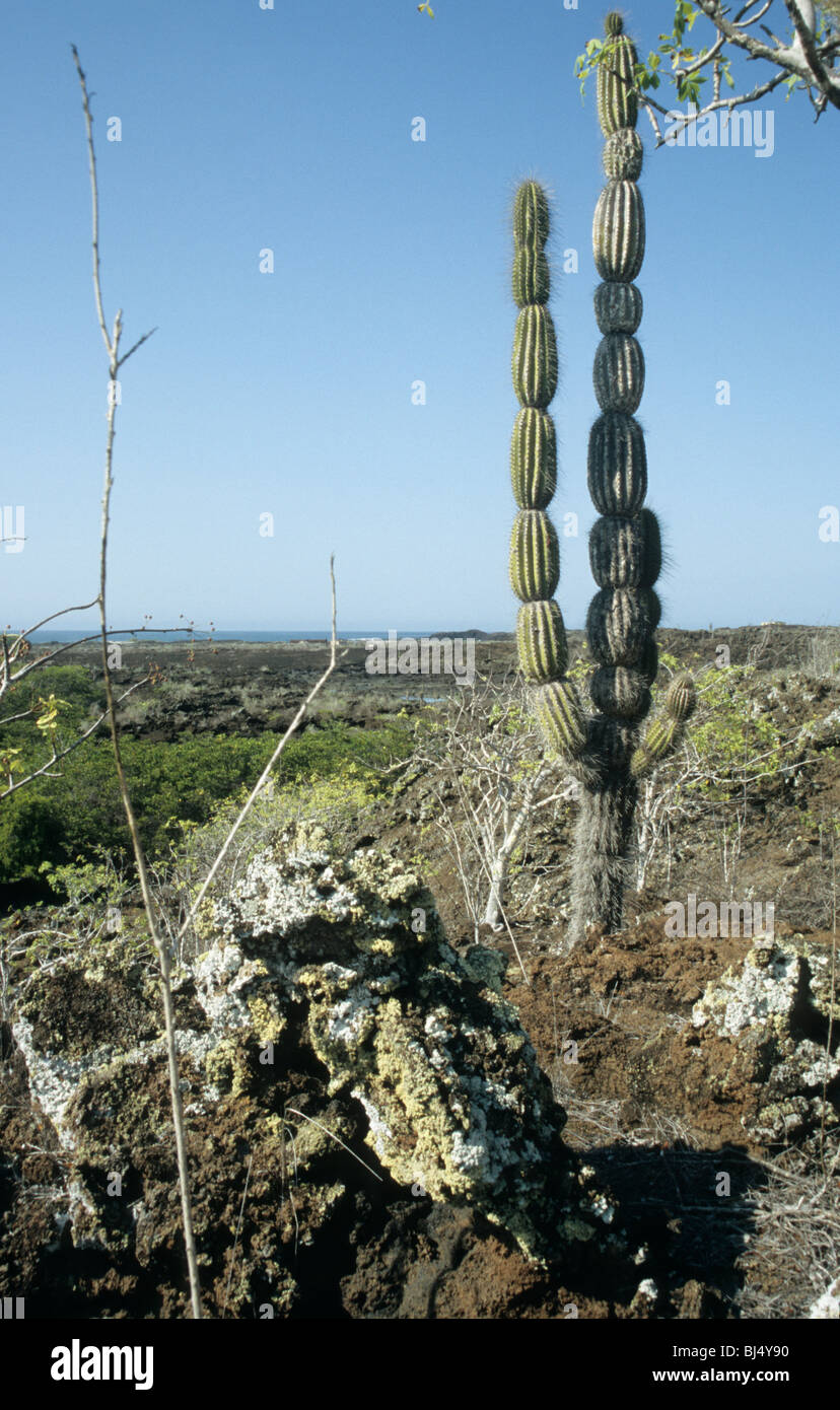 Landschaft mit Lava und einem Kaktus, Punta Albemarle, Isabela, Galapagos Stockfoto