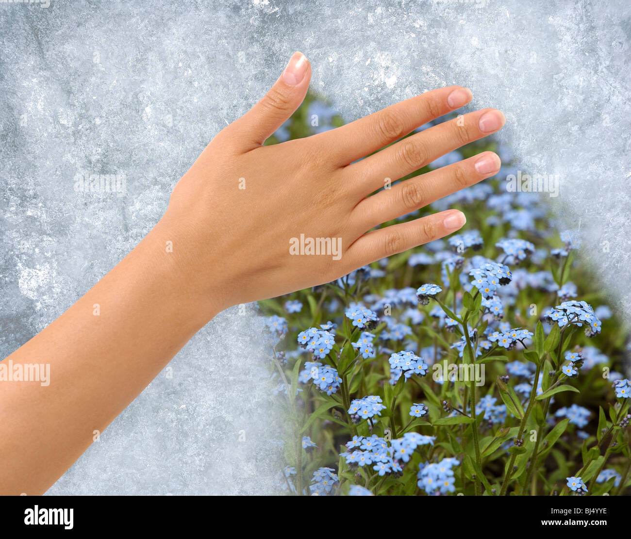 Enteisung von einem gefrorenen Fenster enthüllt Blumenwiese hinter Hand Stockfoto