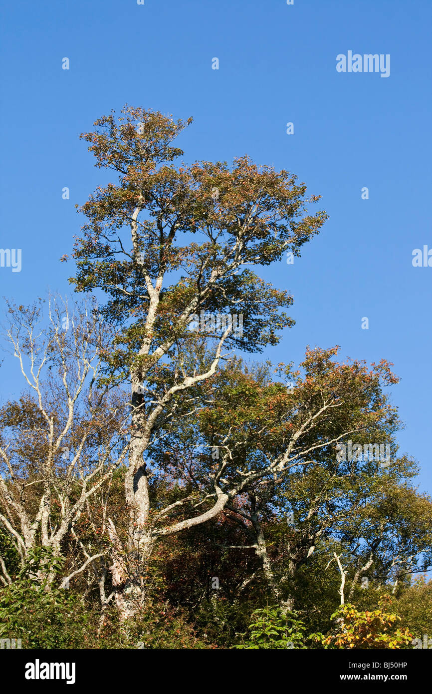 Amerikanischer North Carolina NC National Forest Appalachen Blue Ridge Parkway Pkwy Road Bilder Fotos Verkauf auf Alamy in USA US vertikal hochauflösend Stockfoto