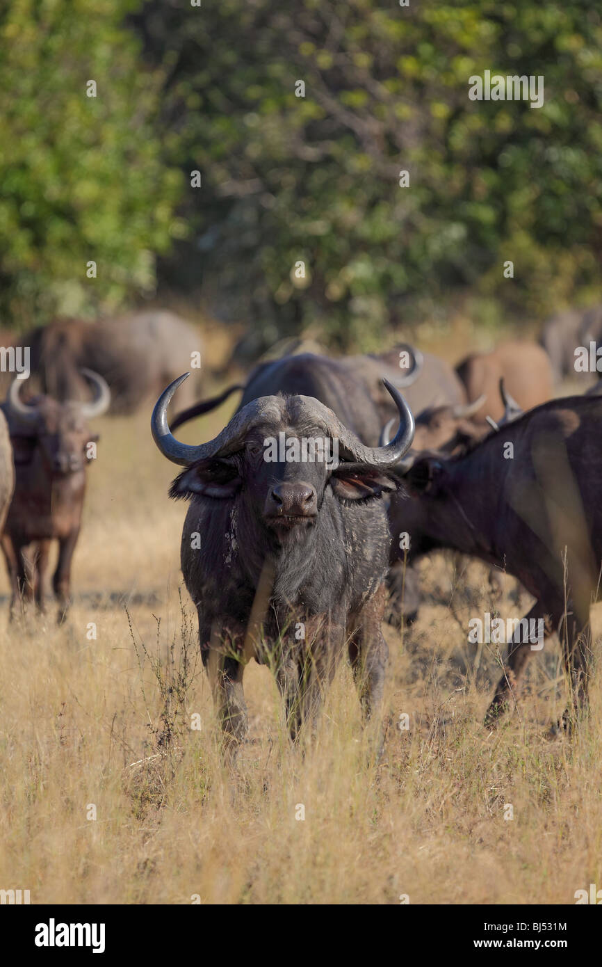 Afrikanische oder Kaffernbüffel (Syncerus Caffer). Stockfoto