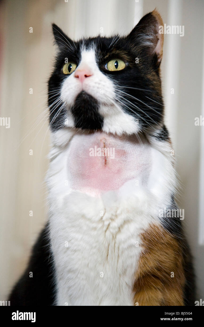 HAUSKATZE MIT RASIERTE FELL AUF HALS UND STICHE NACH SCHILDDRÜSEN ENTFERNUNG OPERATION Stockfoto