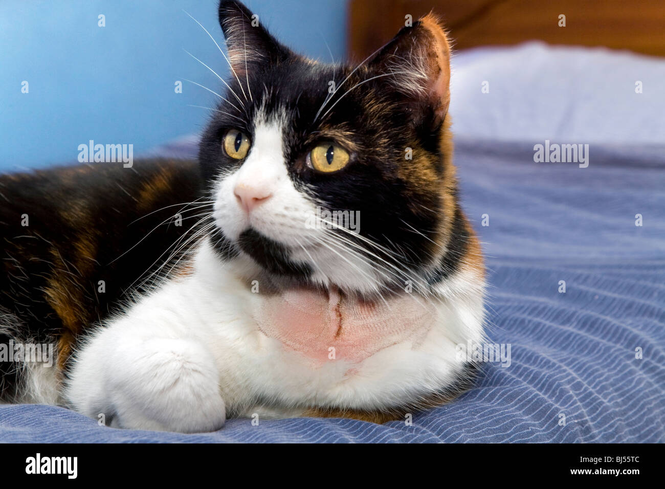 HAUSKATZE MIT RASIERTE FELL AUF HALS UND STICHE NACH SCHILDDRÜSEN ENTFERNUNG OPERATION Stockfoto