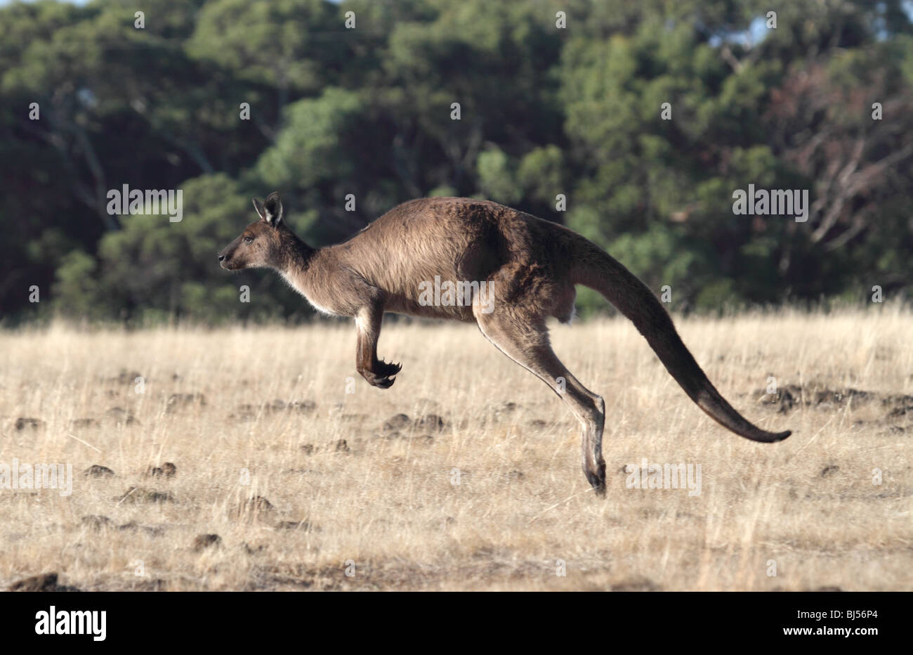 Western grau graue Känguru hüpfen Stockfoto