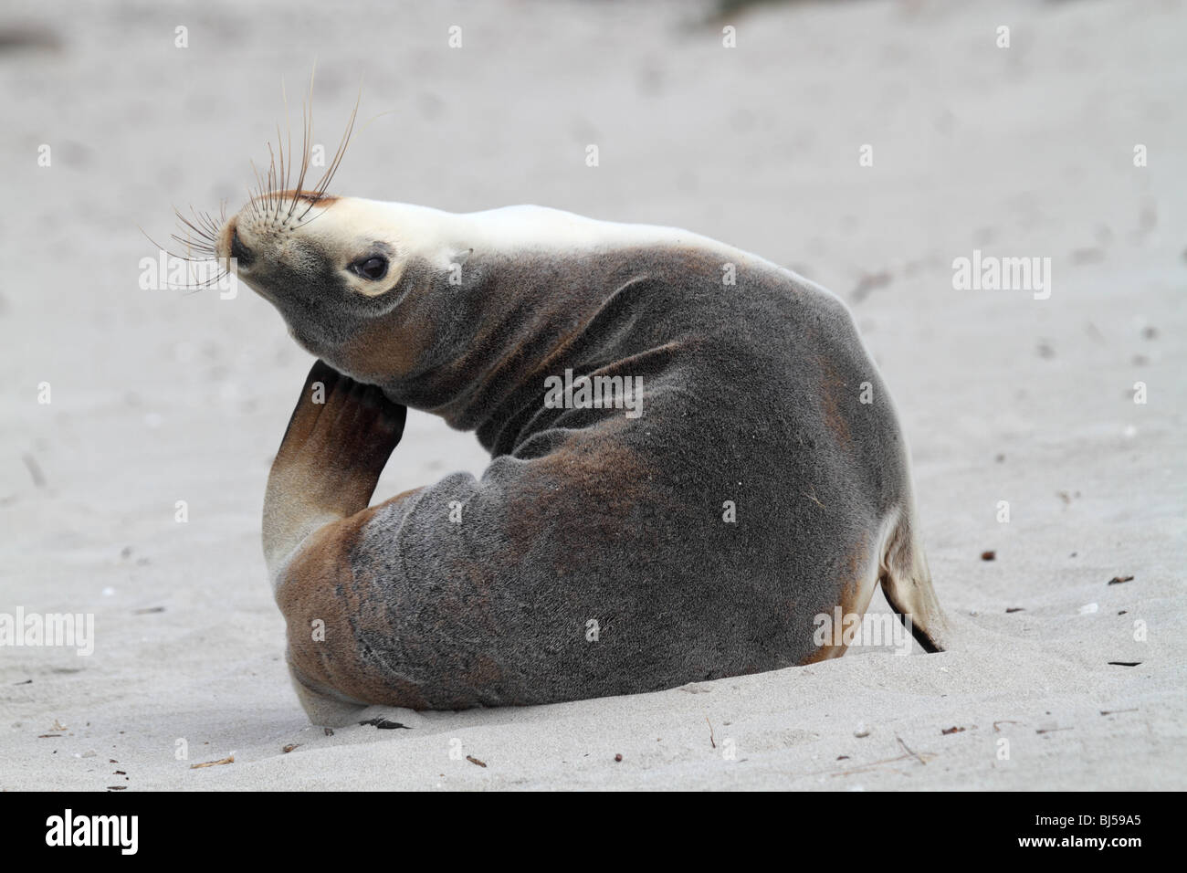 Australischer Seelöwe, Neophoca Cinerea, kratzen Stockfoto