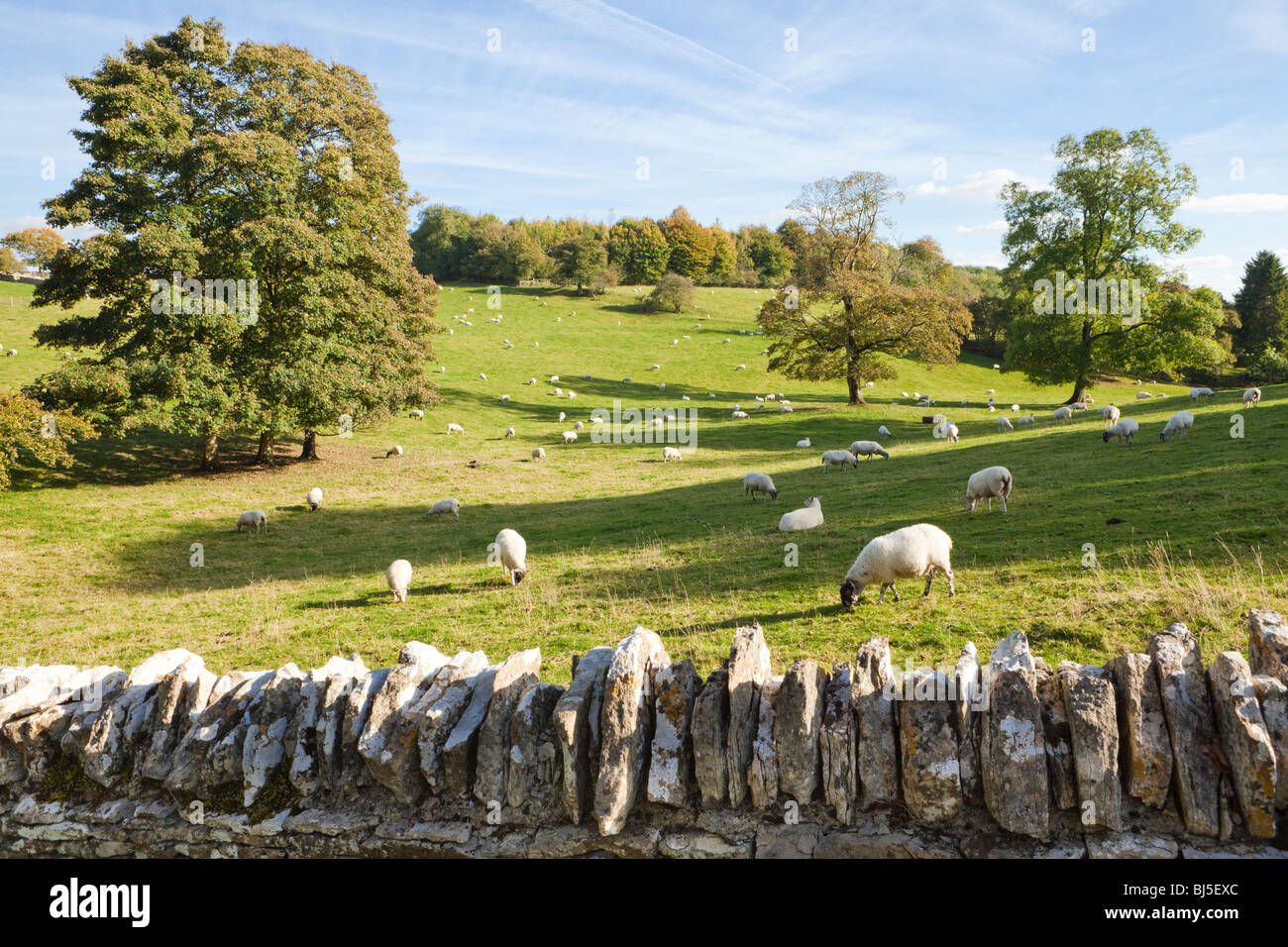 Schafe weiden die Felder neben dem Cotswold Dorf Notgrove, Gloucestershire UK Stockfoto