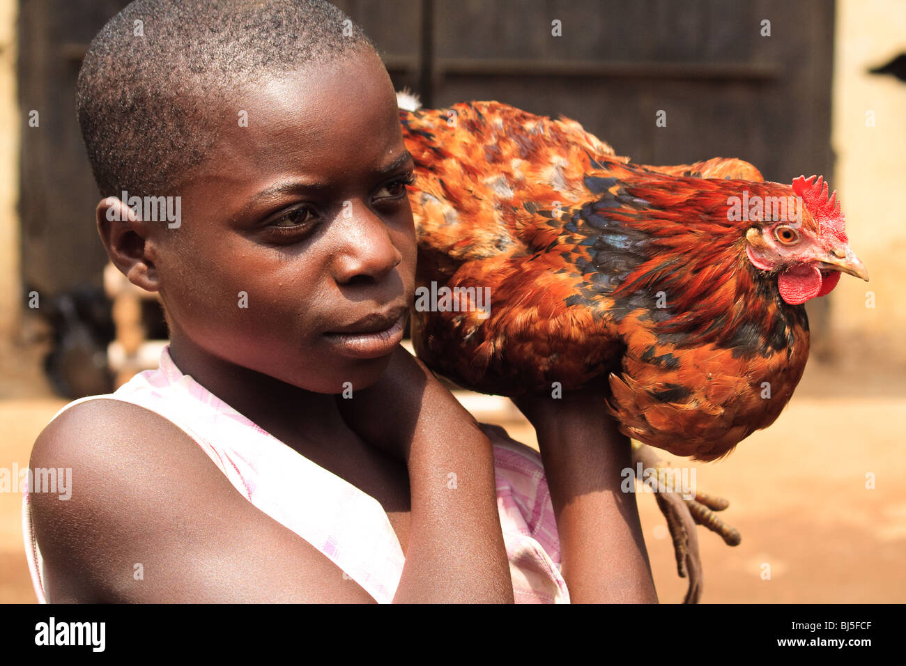 Afrika Vögel Kamerun Chicken Street Kids Wum Stockfoto