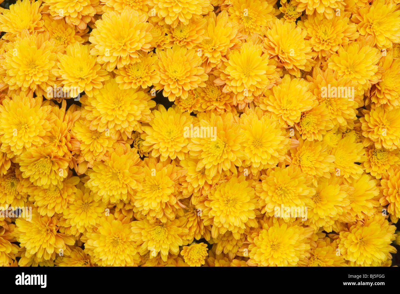 Mütter (Chrysanthemum spp.) Stockfoto