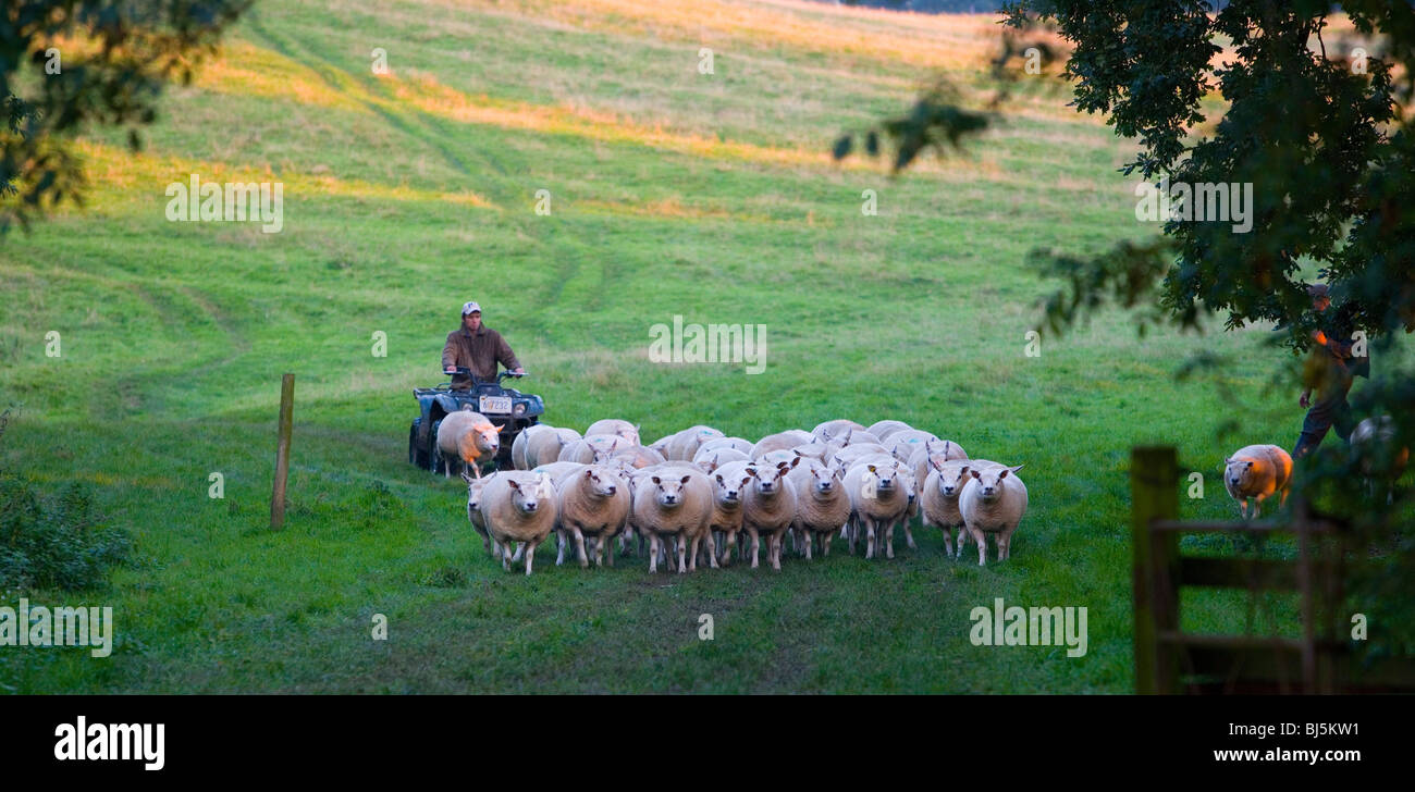 Herde von Pedigree Beltex Schafe. Stockfoto