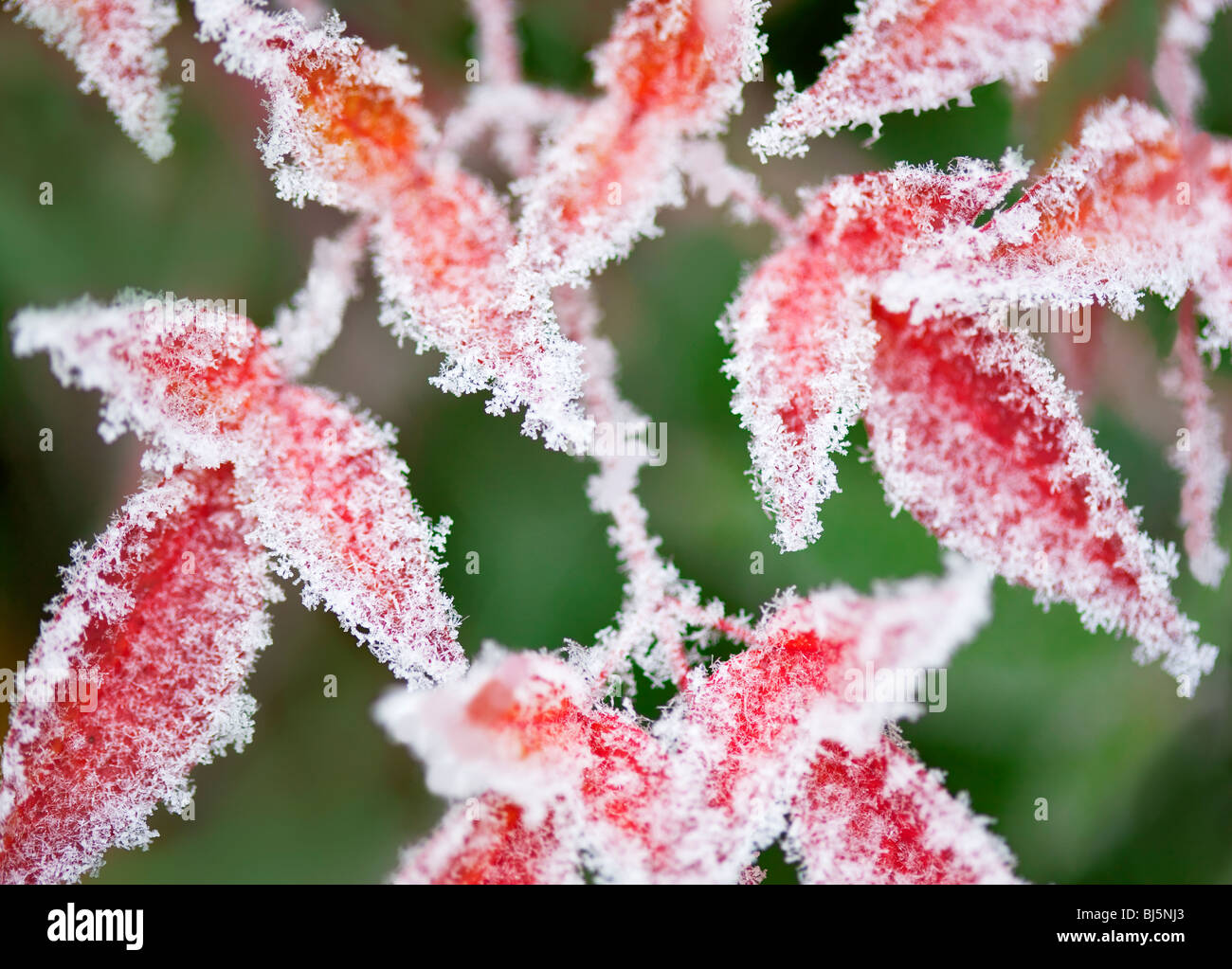 Raureif auf lässt. Wilsonville, OR, USA Stockfoto