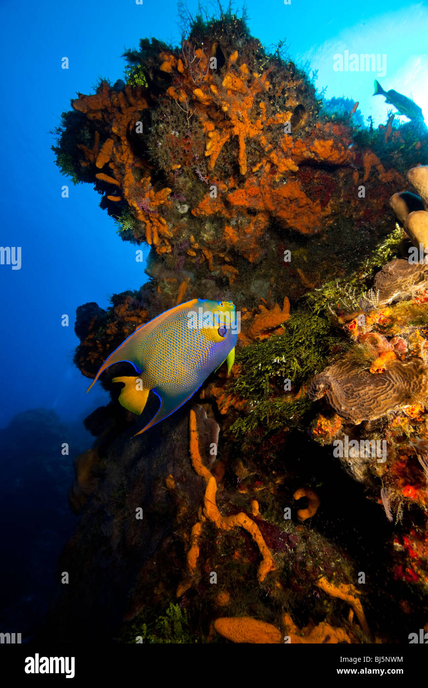 Königin-Kaiserfisch und Korallen zu Tage tretenden, Cozumel, Mexiko Stockfoto