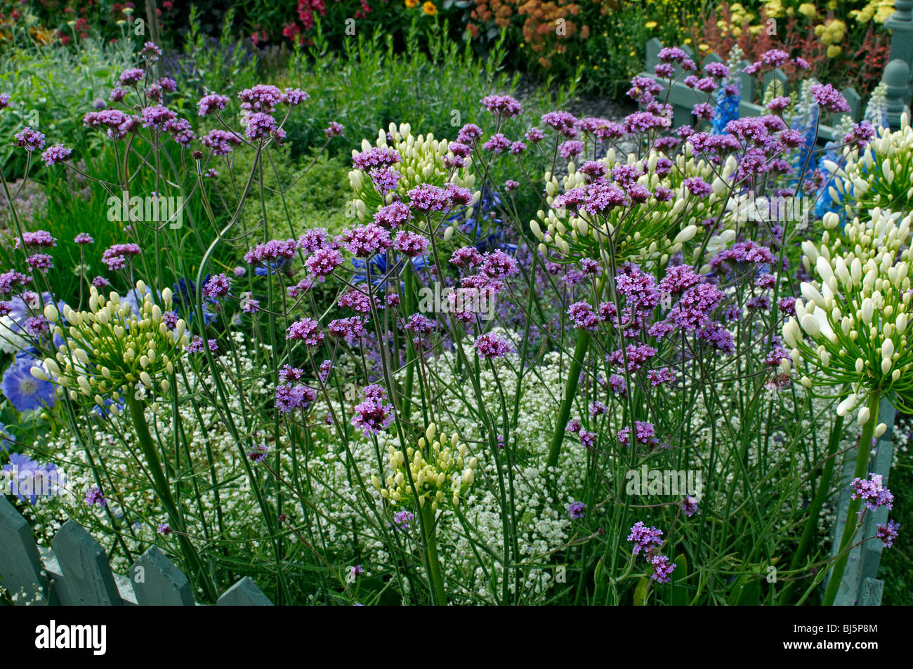 Bunte Garten Grenze mit Vebena Bonariensis im Vordergrund Stockfoto