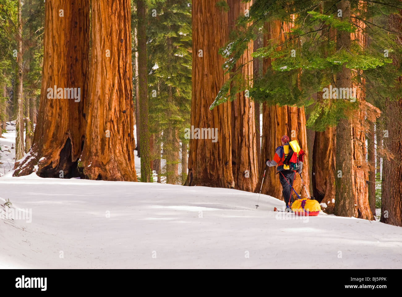 Backcountry Skifahrer an den Parker-Konzern Mammutbäume, Giant Forest, Sequoia Nationalpark, Kalifornien Stockfoto