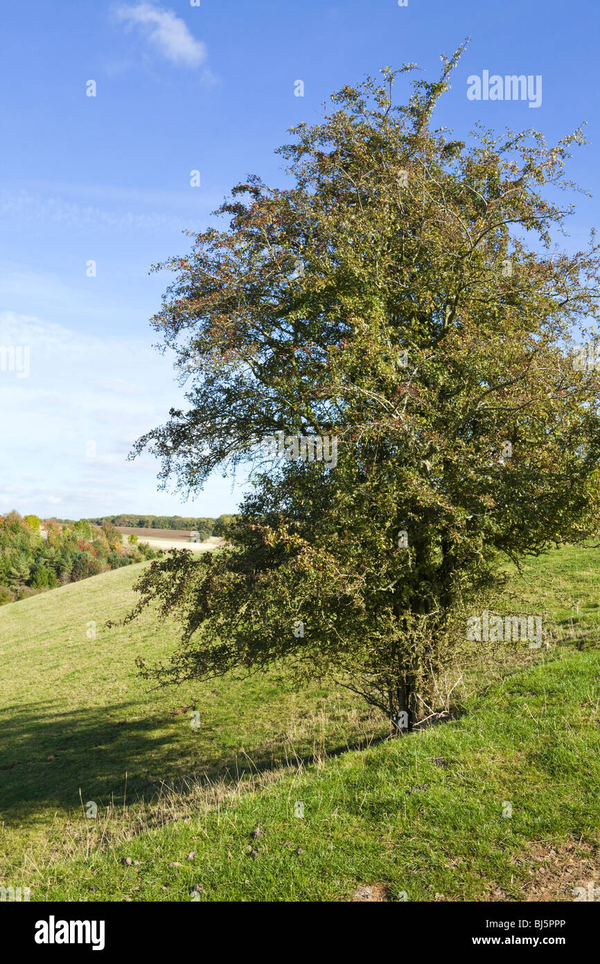 Ein Weißdorn Baum wächst auf den Cotswolds in der Nähe von Turkdean, Gloucestershire Stockfoto