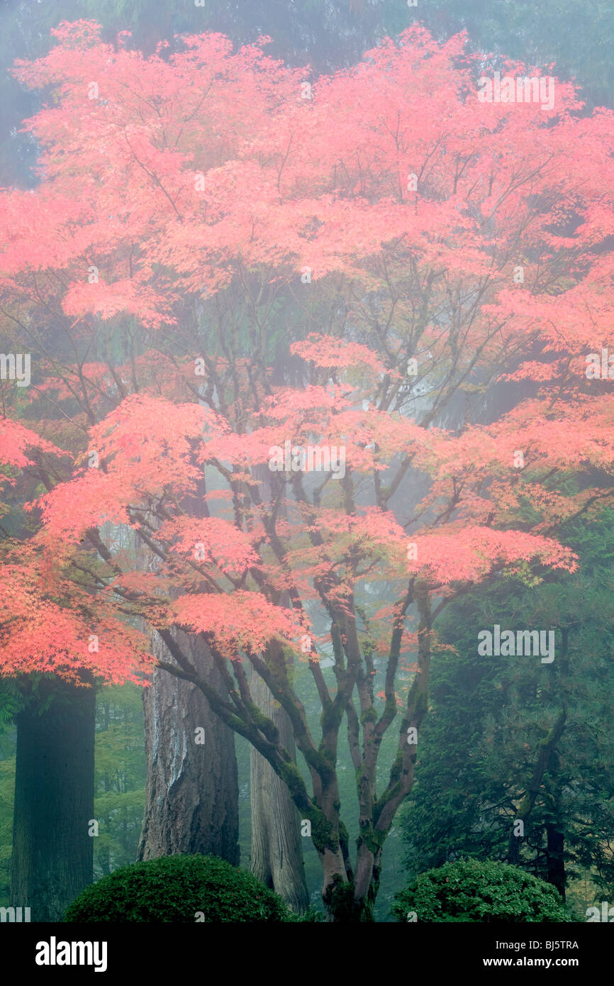 Herbst-Ahorn-Baum im Nebel. Portland japanische Gärten. Oregon Stockfoto