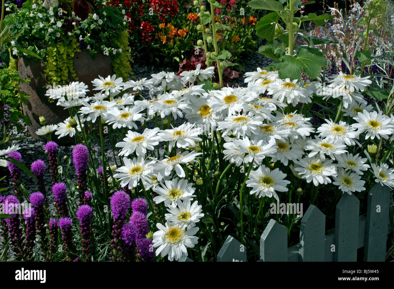 Nahaufnahme einer Blüte Grenze mit Leucanthemum x Superbum 'Wirral Supreme' Stockfoto