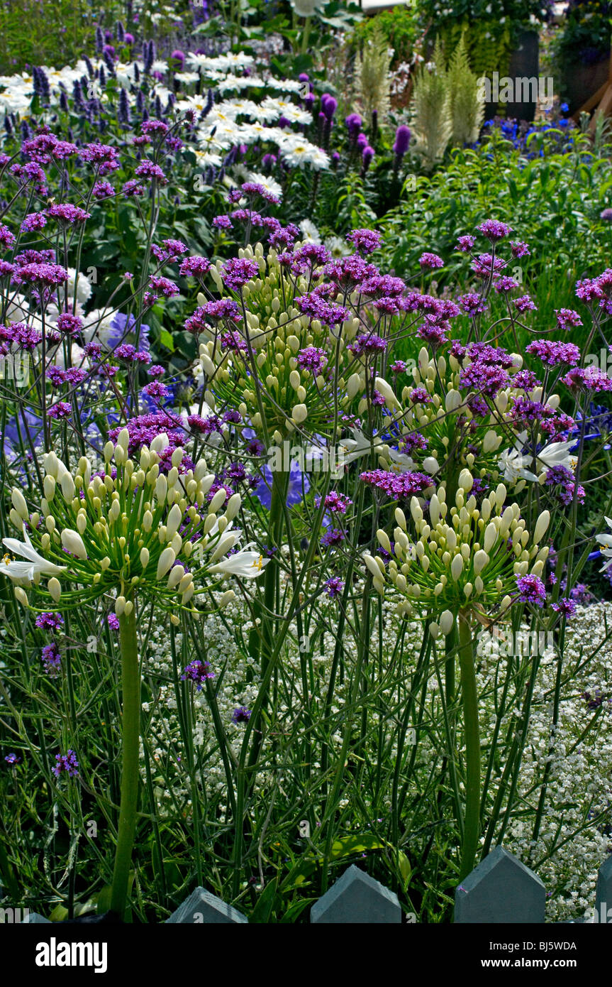Bunte Garten Grenze mit Vebena Bonariensis im Vordergrund Stockfoto