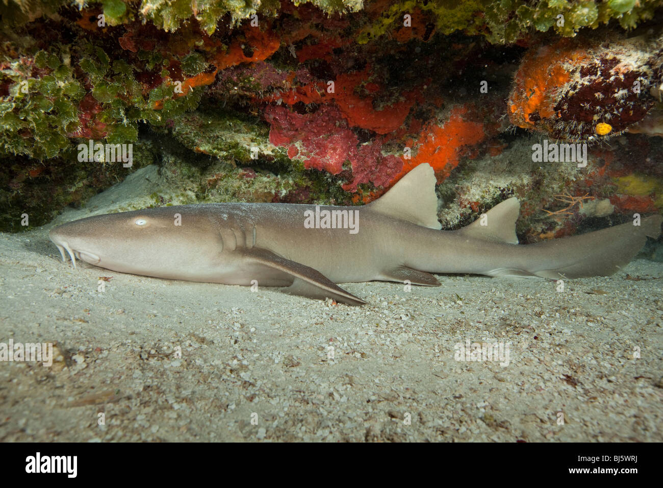 Ammenhai schlafend auf Sandboden, Palancar Ziegel Tauchplatz, Unterwasser, Cozumel, Mexiko Stockfoto