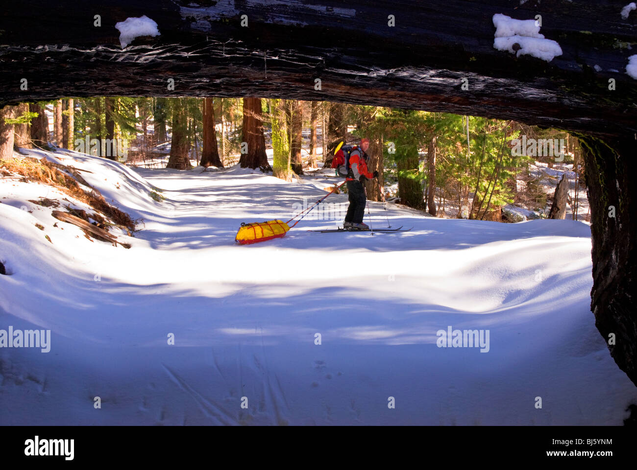 Backcountry Skifahrer an der Tunnel Log, Giant Forest, Sequoia Nationalpark, Kalifornien Stockfoto