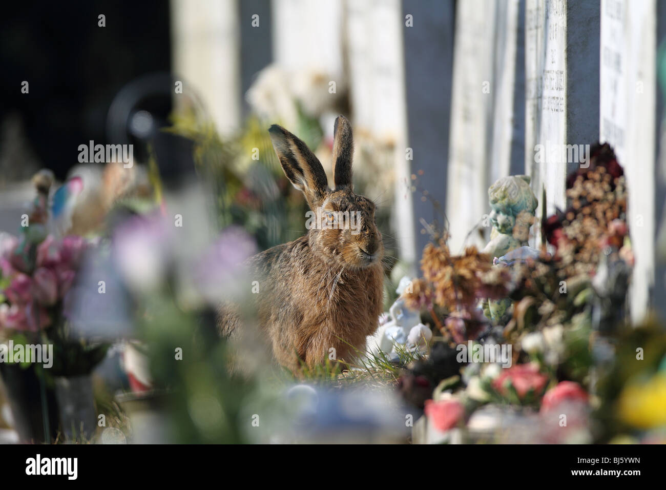 Brauner Hase Lepus Europaeus im Friedhof Stockfoto