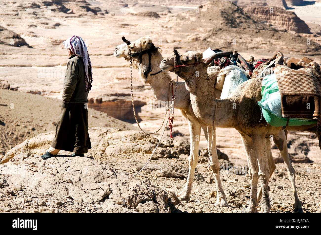 Ein Beduinen-Mann und seine Kamele in der Wüste Sinai Ägypten Stockfoto