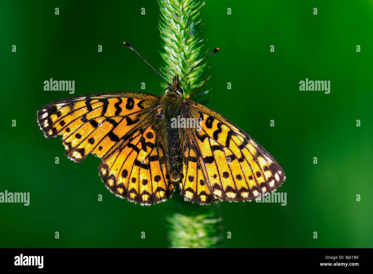 Ein Schmetterling ist eine von mehreren Gruppen von hauptsächlich Tag fliegende Insekten der Ordnung Lepidoptera, Schmetterlinge und Motten. Stockfoto