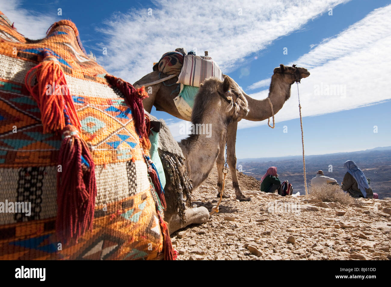 Kamele in der Wüste Sinai Ägypten mit Wolken am blauen Himmel Stockfoto