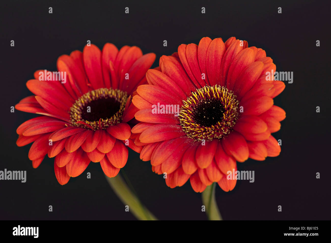 Zwei Gerbera auf schwarzem Hintergrund Stockfoto