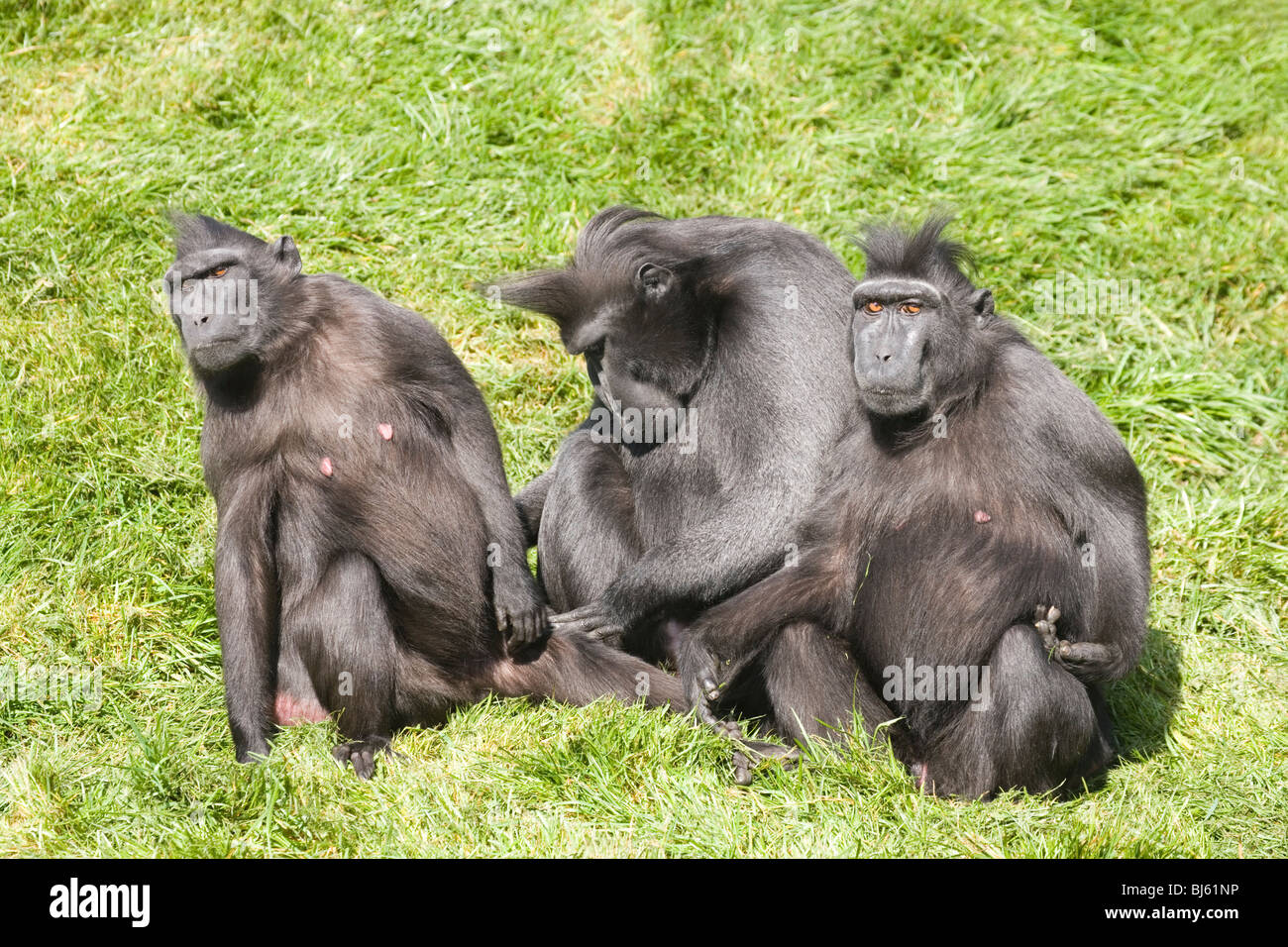 Sulawesi Crested oder Crested schwarz Makaken (Macaca Nigra). Trio. Stockfoto