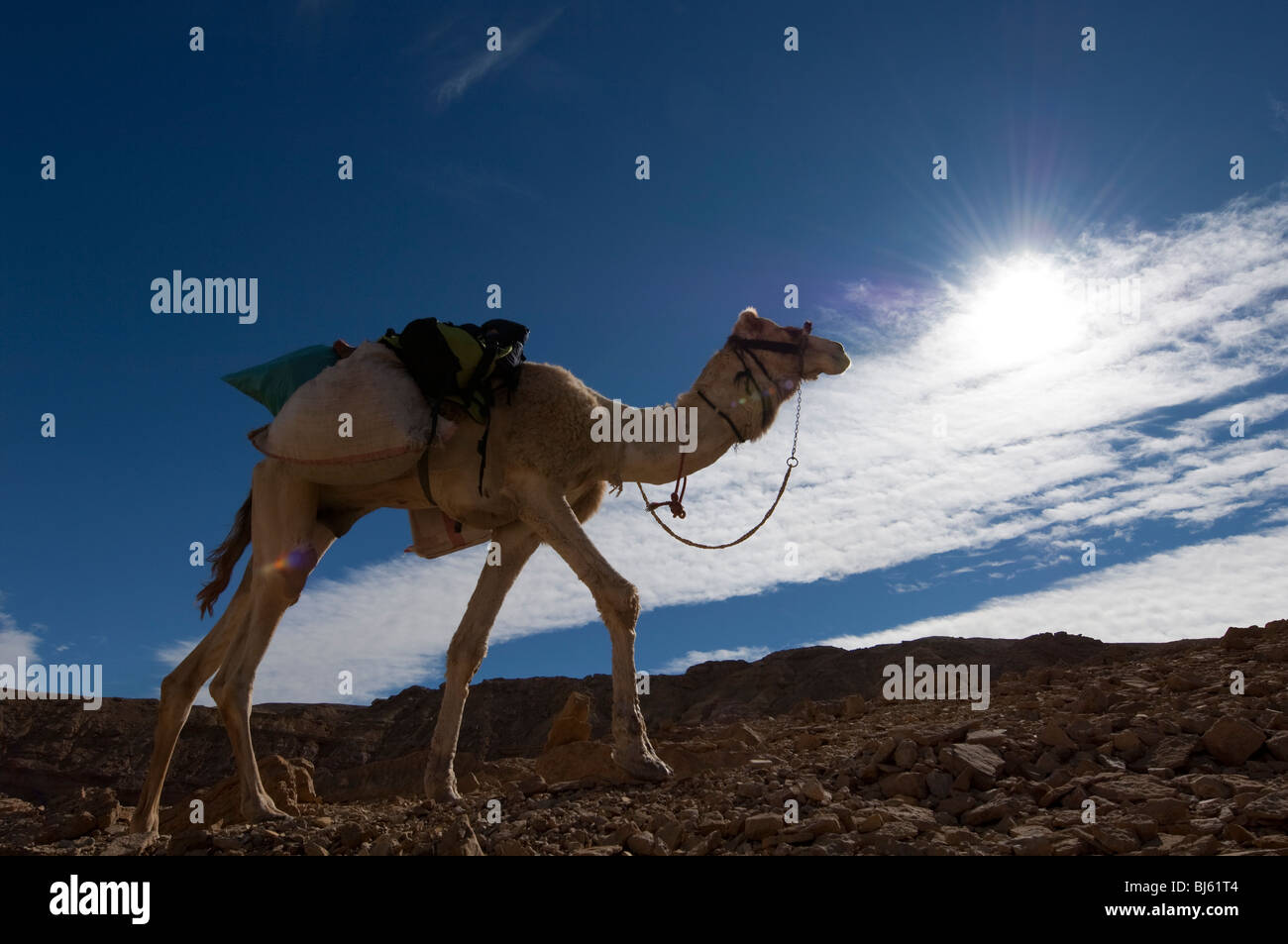 Kamele in der Wüste Sinai Ägypten mit Wolken am blauen Himmel Stockfoto