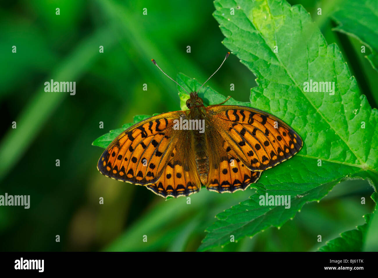 Ein Schmetterling ist eine von mehreren Gruppen von hauptsächlich Tag fliegende Insekten der Ordnung Lepidoptera, Schmetterlinge und Motten. Stockfoto