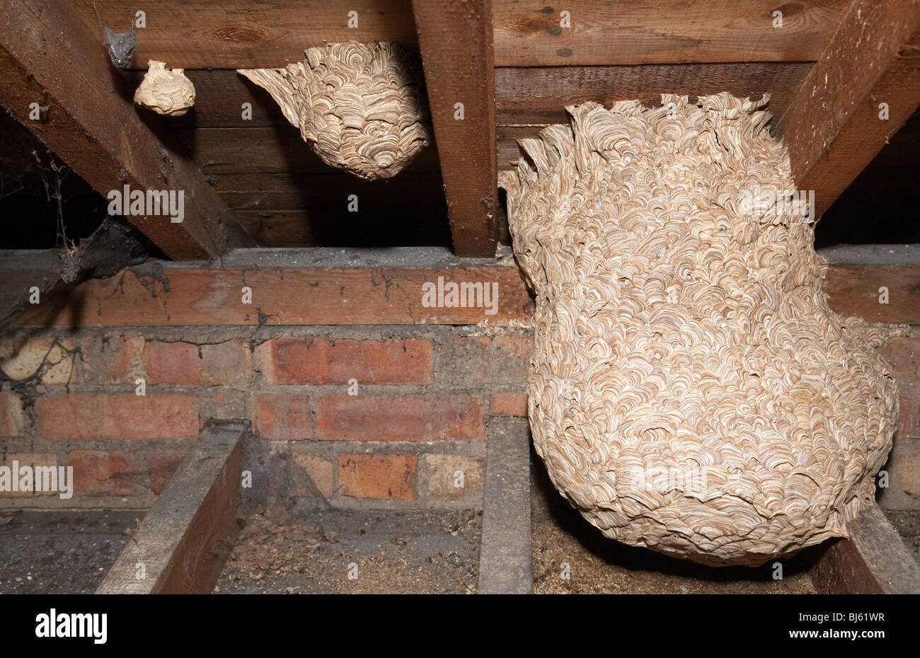 Eine große Wespen Nest mit kleineren umliegenden Nester in einer Kirche roofspace, Suffolk UK Stockfoto