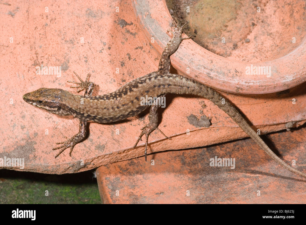 Mauereidechse (Podarcis Muralis). Männlich. Spanien. Stockfoto