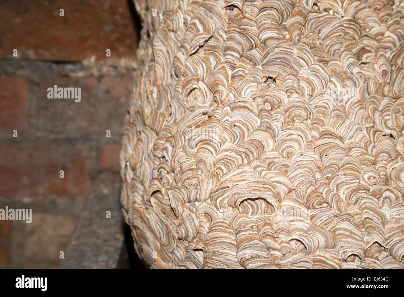 Nahaufnahme eines großen Wespen Nest in einem roofspace, Suffolk UK Stockfoto