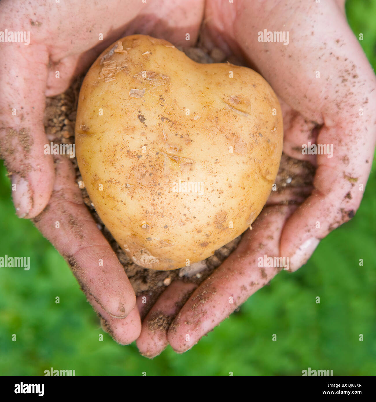 Hände halten eine herzförmige Kartoffel auf einem grünen Hintergrund. Schöne Gesundheitskonzept erschossen! Stockfoto