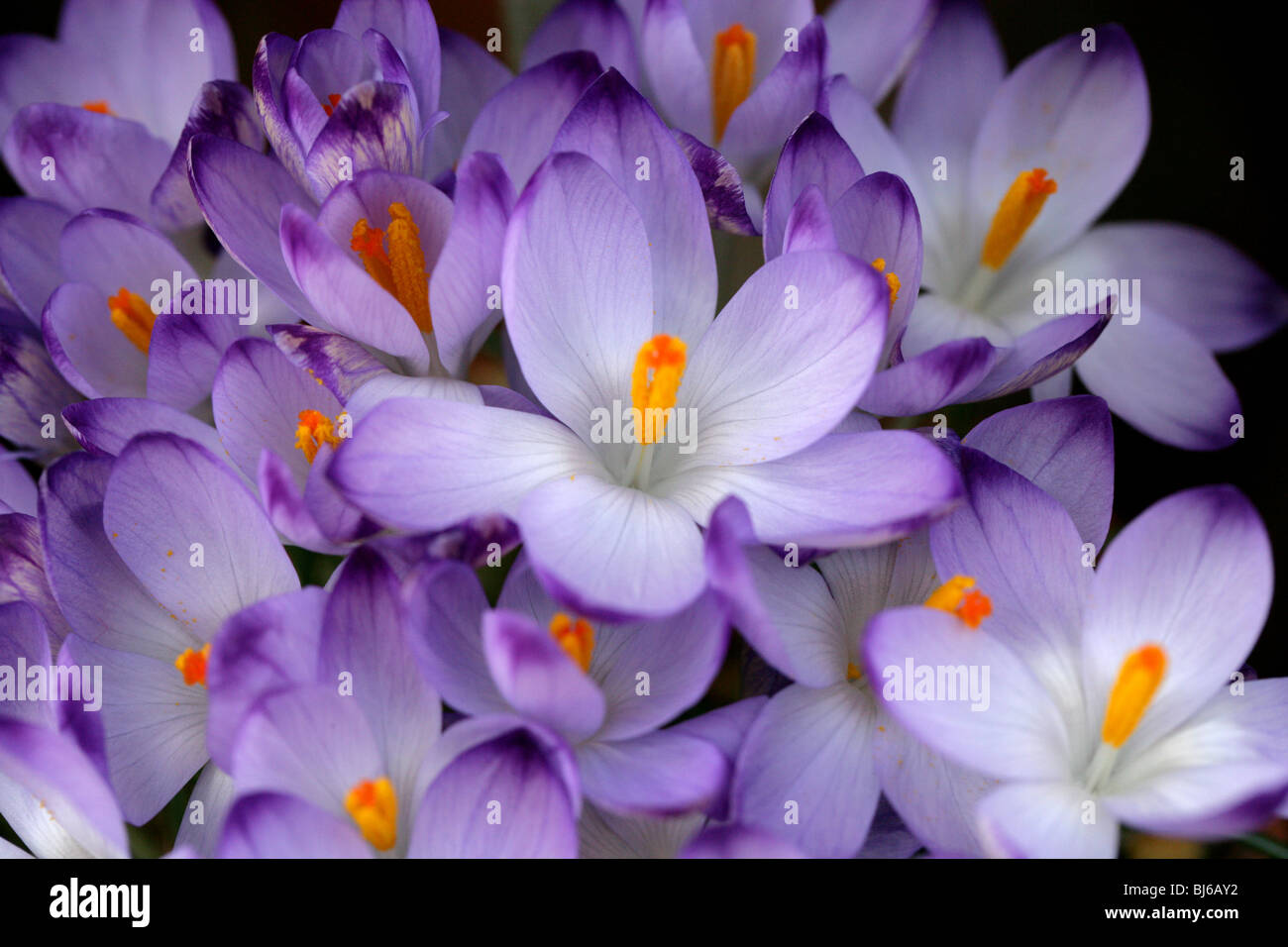 Frühen Crocus, ornamentale Crocus, Schnee Crocus, Tommasinis Krokus oder Tommies, Crocus Tommasinianus, Iridaceae, UK, Europa, USA Stockfoto