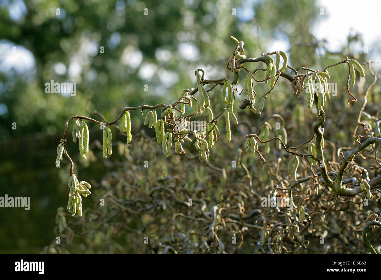 Korkenzieher Hasel Kätzchen, Corylus Avellana 'Contorta', Betulaceae Stockfoto