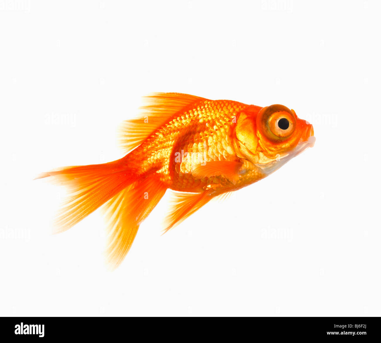 Goldfisch Stockfoto