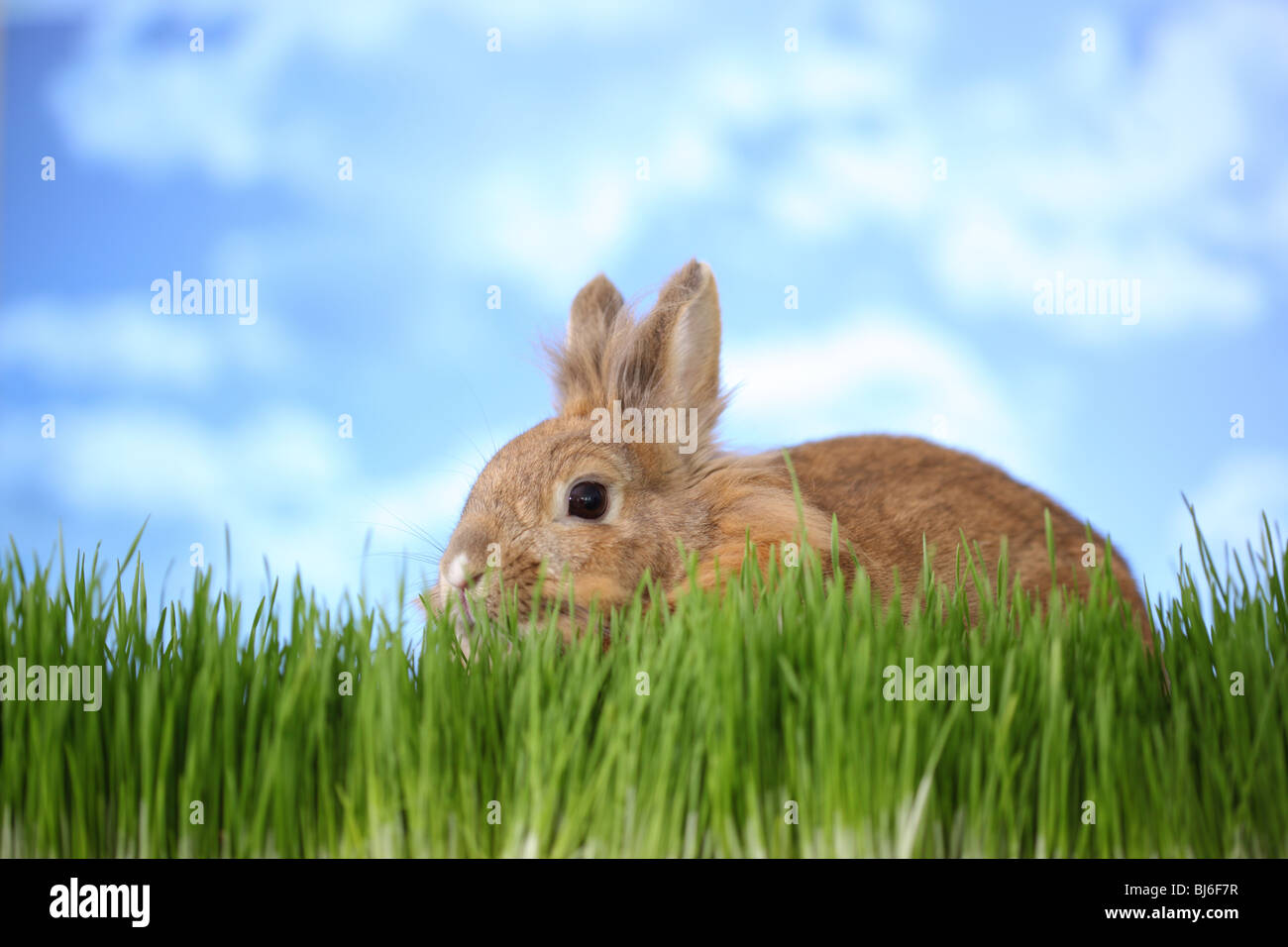 Kaninchen in Rasen Stockfoto