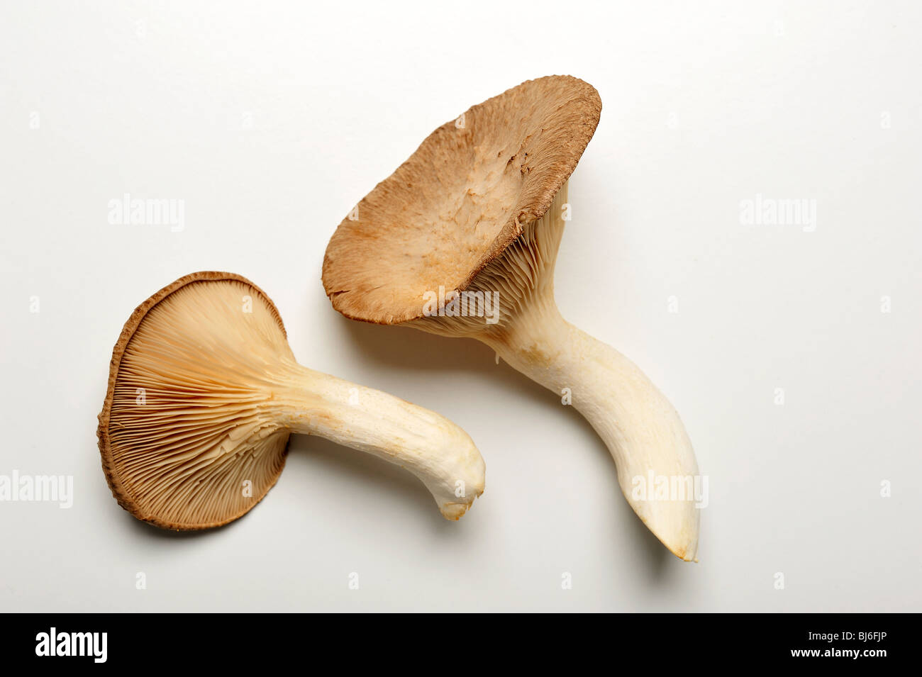 König Trompete Pilz, Französisch Horn Pilz oder König Austernpilz, auf weißem Hintergrund. Stockfoto