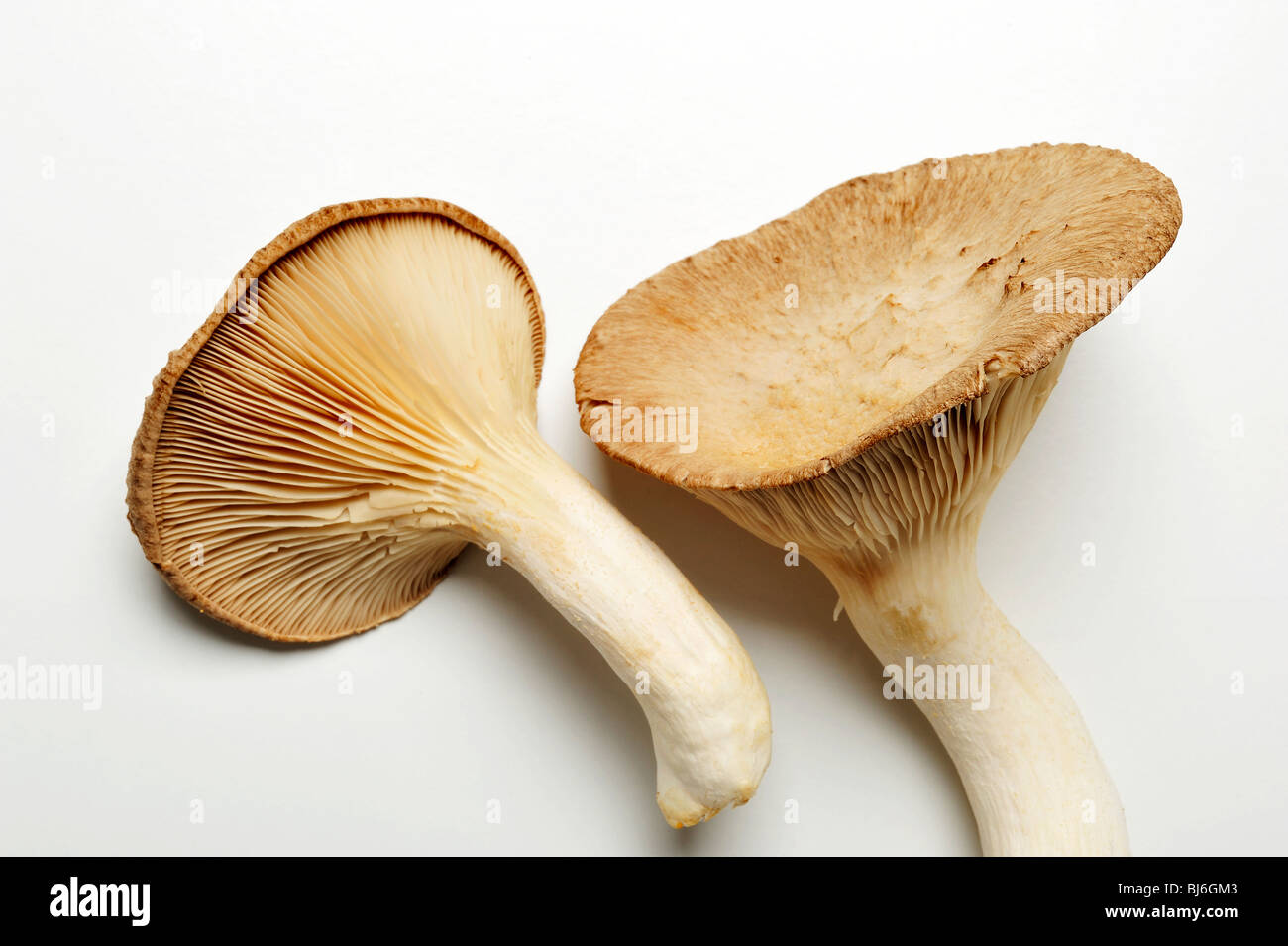 König Trompete Pilz, Französisch Horn Pilz oder König Austernpilz, auf weißem Hintergrund. Stockfoto