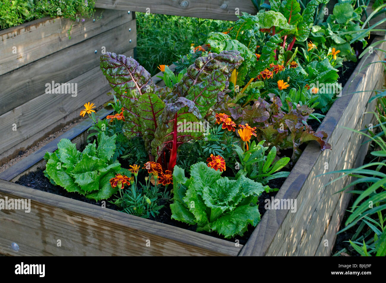 Eine erhöhte Bett Opf Gemüse und Blumen in einem städtischen Garten Stockfoto