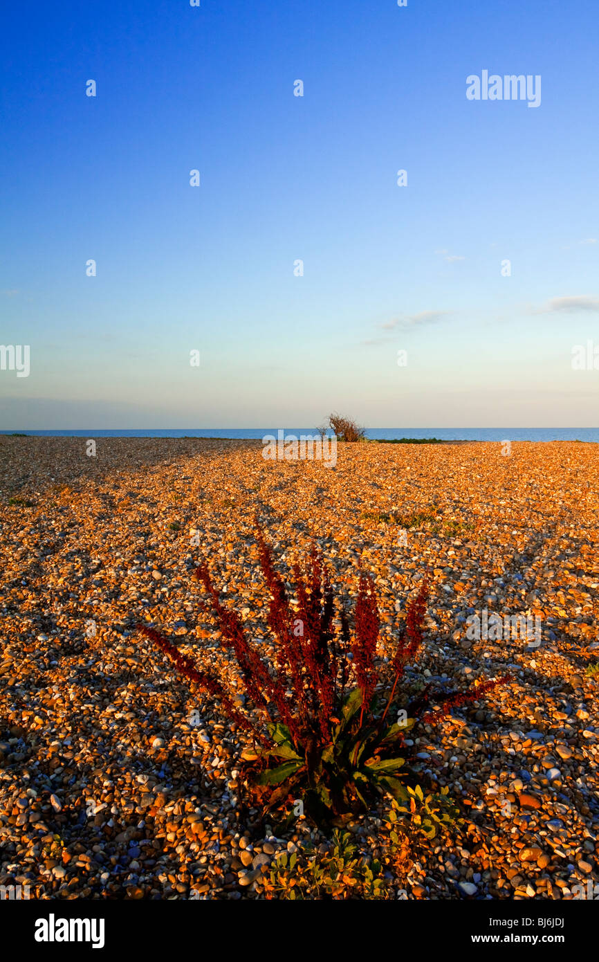 Die Küste bei Aldeburgh Suffolk East Anglia England fotografiert in der Abenddämmerung mit Kieselsteinen im Vordergrund Stockfoto