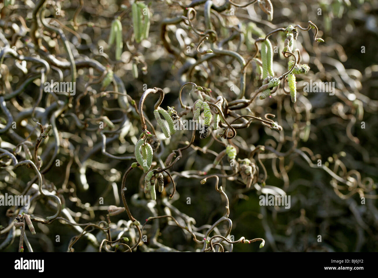 Korkenzieher Hasel Kätzchen, Corylus Avellana 'Contorta', Betulaceae Stockfoto