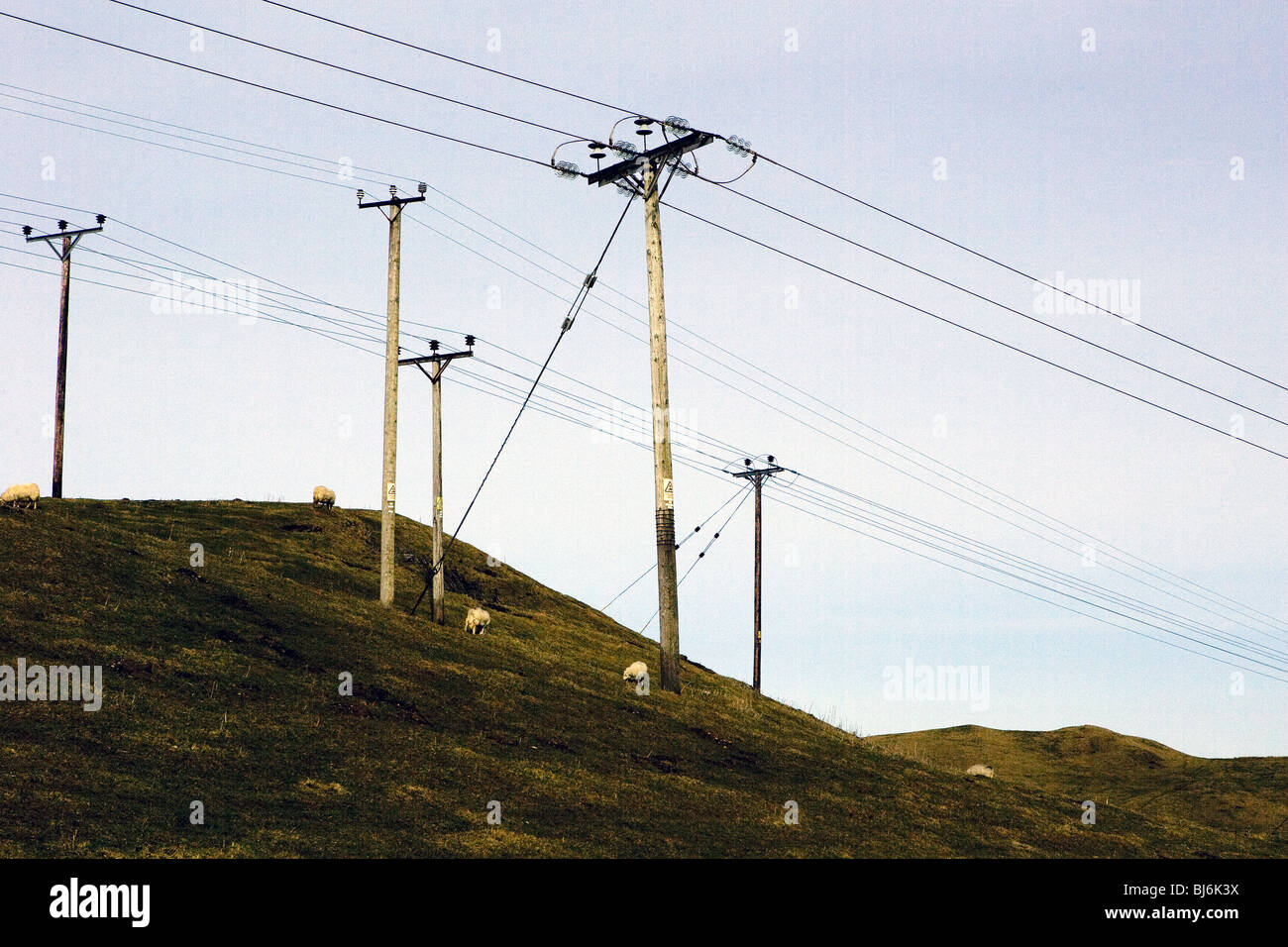 Powerlines und Schafe in Wales. Stockfoto