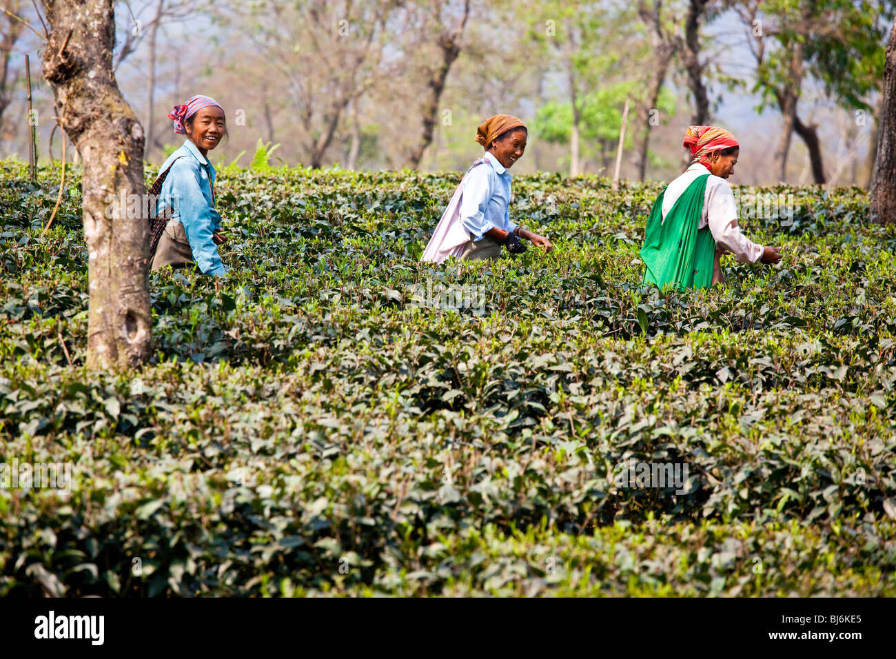 Tee-Felder in Darjeeling, Indien Stockfoto