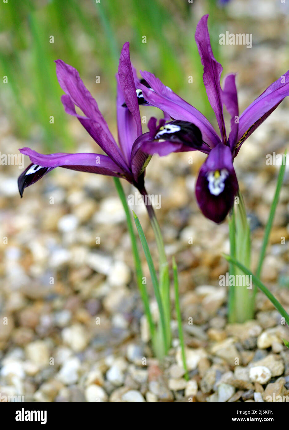 Retikuliert Iris, Iris Reticulata, Iridaceae, Kaukasus und Westasien Stockfoto