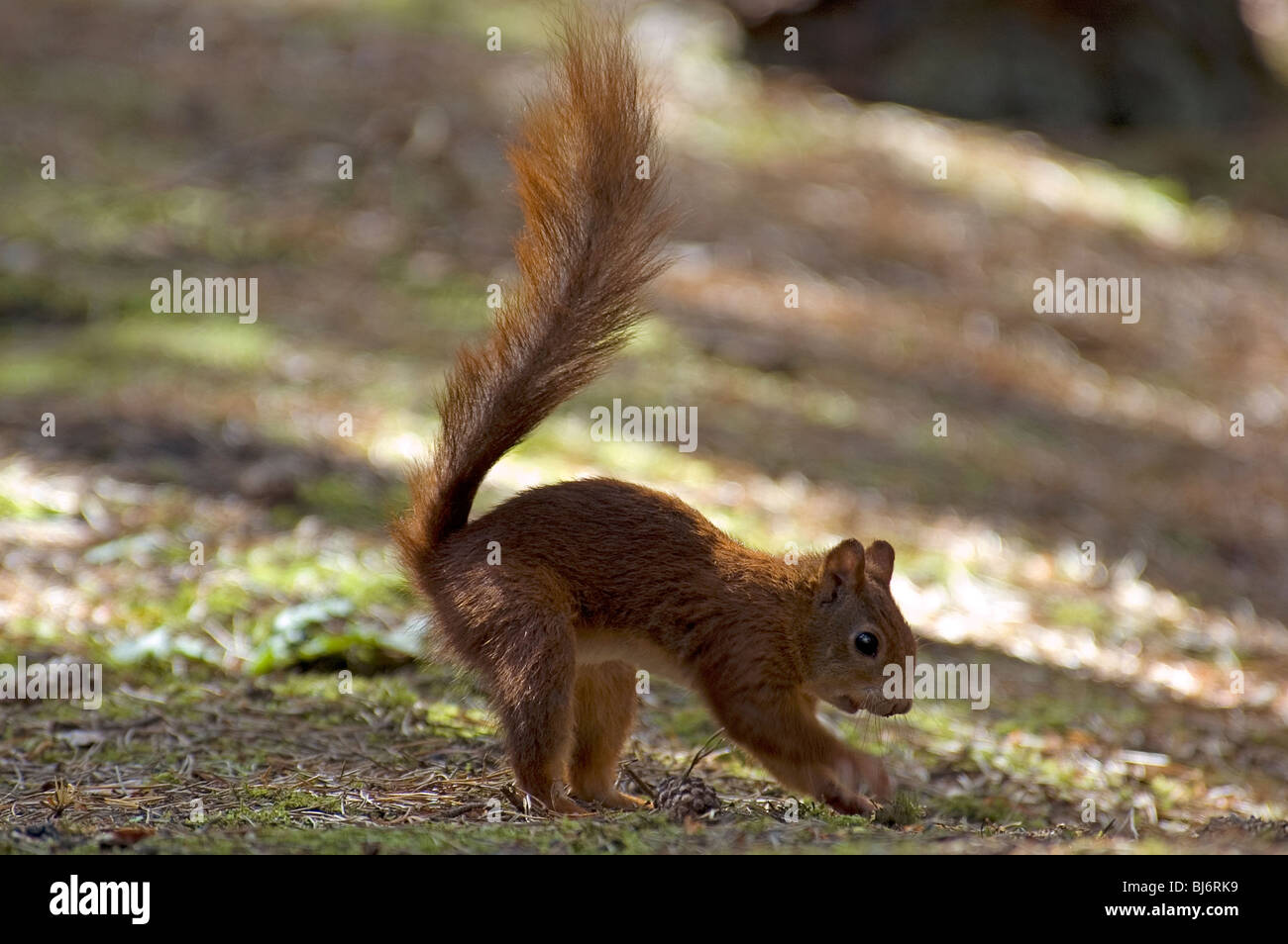 Eichhörnchen (Sciurus Vulgaris) Stockfoto
