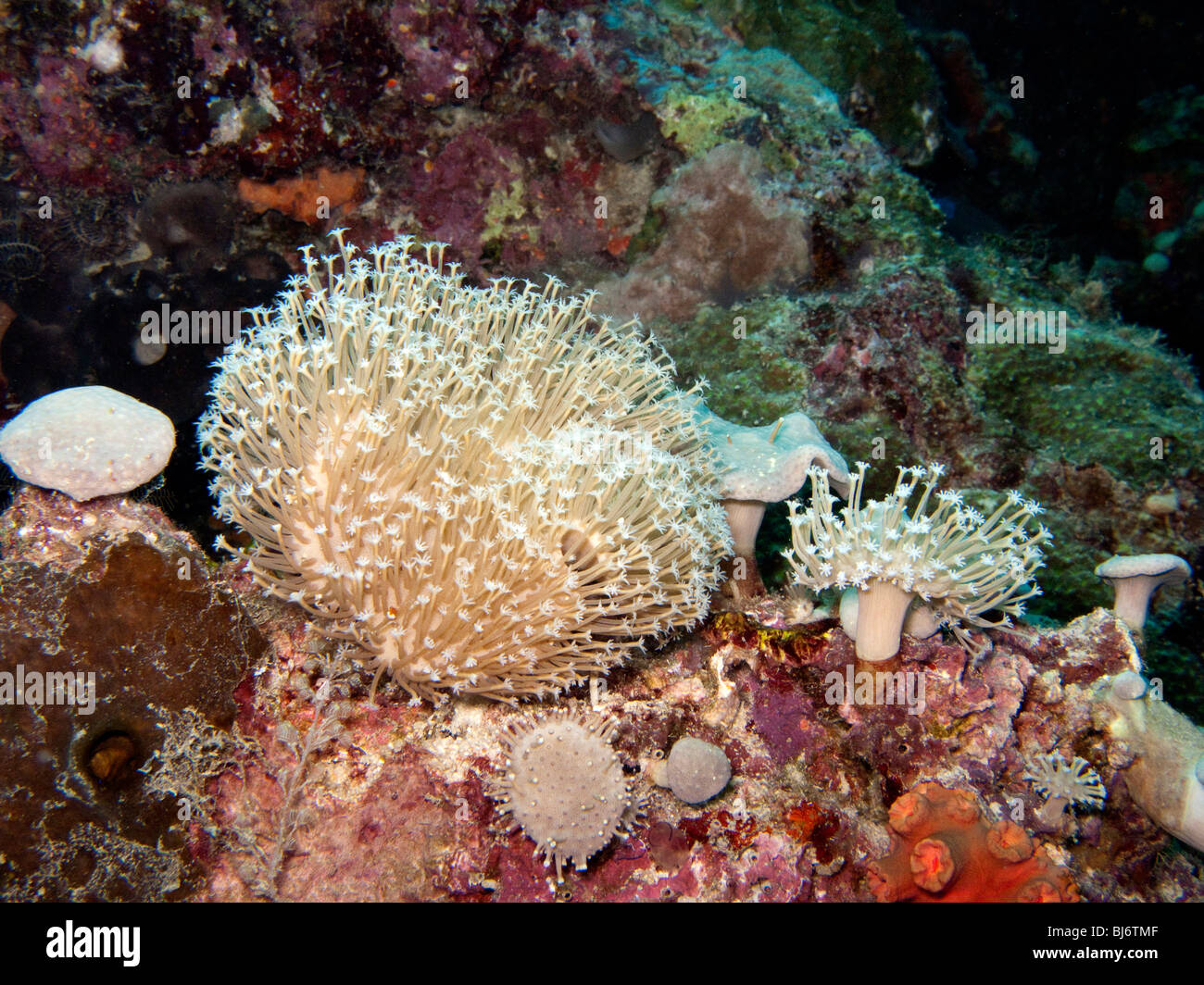 Indonesien, Sulawesi, Wakatobi Nationalpark, Blume Weichkorallen Xenia sp auf bunte Korallenriff Stockfoto