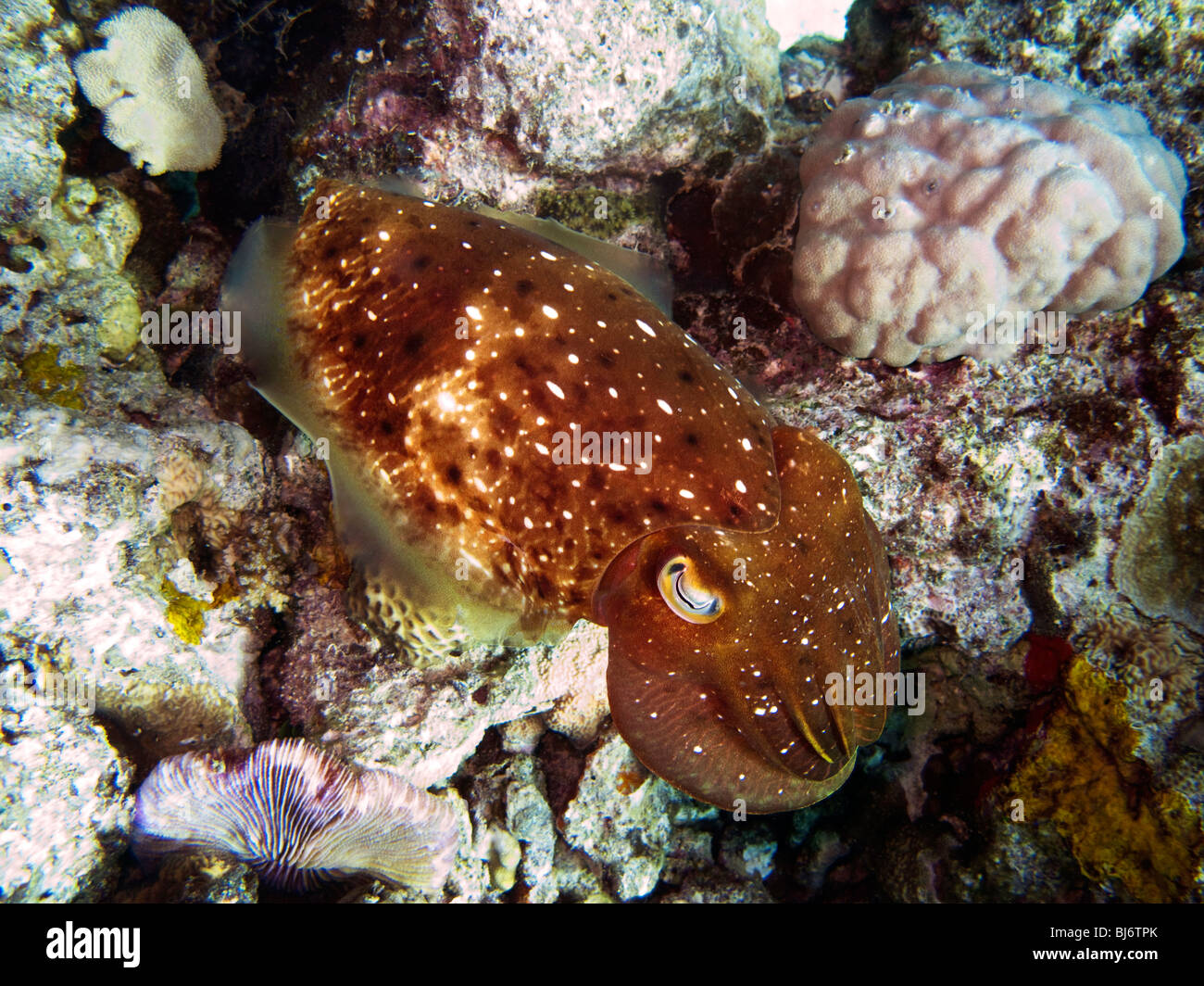 Indonesien, Sulawesi, Wakatobi Nationalpark, Unterwasser, Riff Tintenfisch, Sepia finden (Sepiidae) Stockfoto